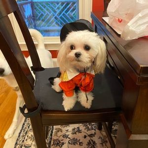 Ring Master Small Dog Costume